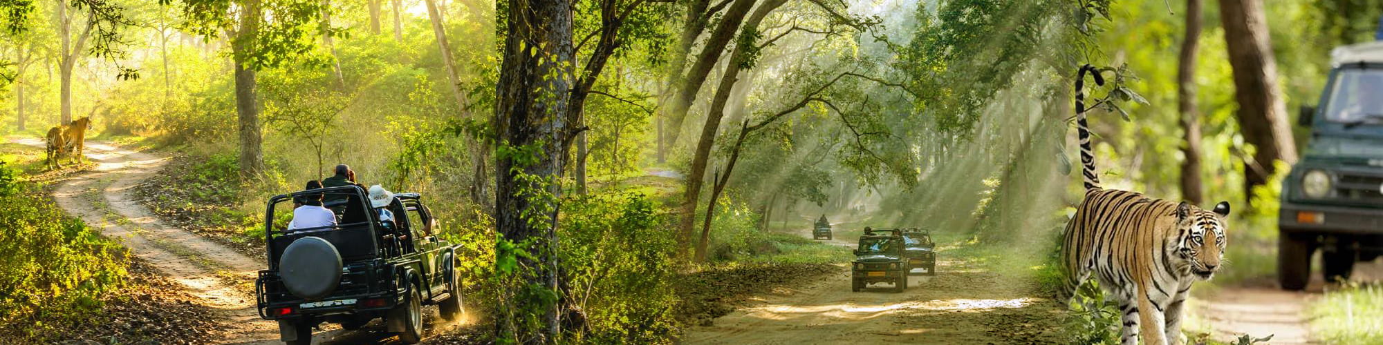 Jim Corbett & Nainital Tour Package5